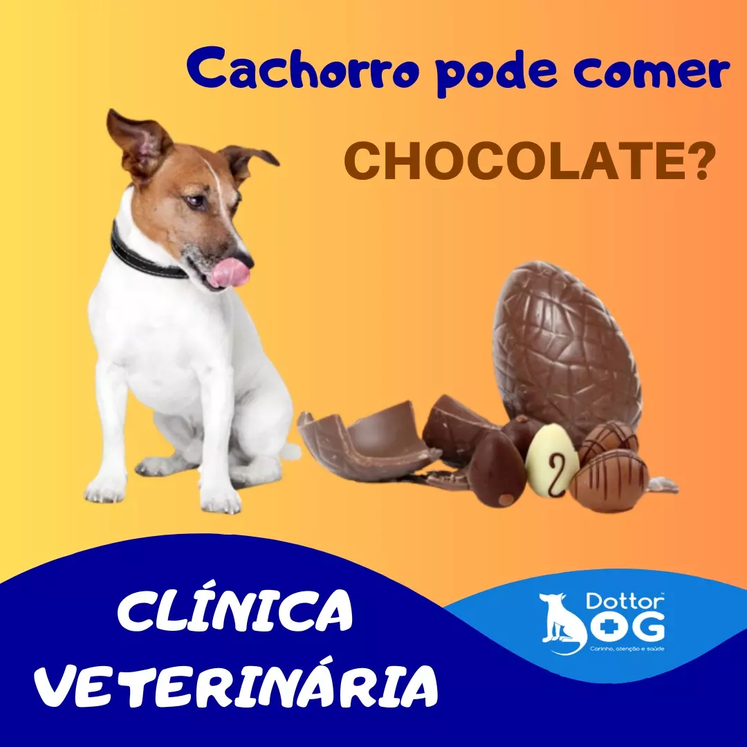 CACHORRO PODE COMER CHOCOLATE?